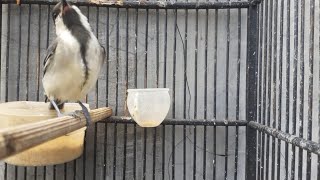 Download lagu Gelatik batu betina memanggil jantan super Gacor bikin kepincut mp3