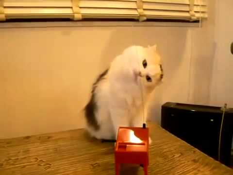 Very Confused Cat   Funny Videos