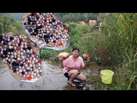 Golden oysters have colorful pearls, I hunted for pearls in oysters to the beach