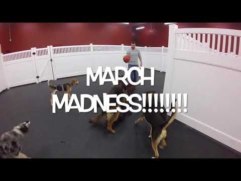 March Madness Dog Birthday!