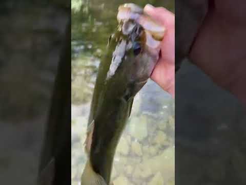 2lb bass in San Gabriel River #bassfishing #fishing #bass #texasfloods #river #riverfishing