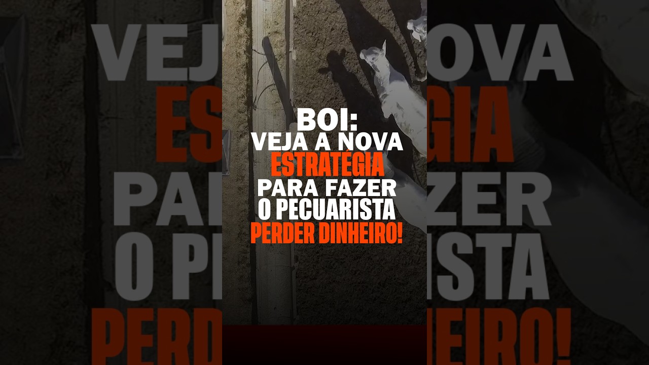 BOI: VEJA A NOVA ESTRATÉGIA PARA FAZER O PECUARISTA PERDER DINHEIRO!