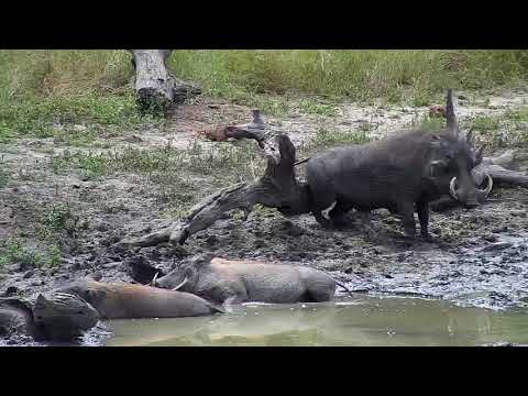 Djuma: Warthogs-one having a really good scratch - 03/30/19
