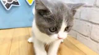 ブリティッシュショートヘアの動画01