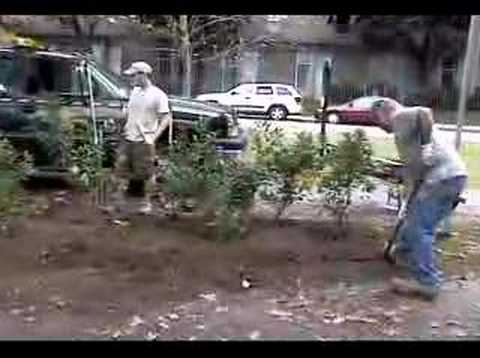 Olmsted Park (Brookline) volunteer workday