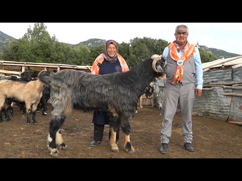 YÖRÜKLERİN DEV KEÇİLERİ VE YÖRÜK HAYATI ! ÇOBAN KÖPEKLERİ HAYVANCILIK KÖY HAYATI KEÇİ YİYEN KURTLAR