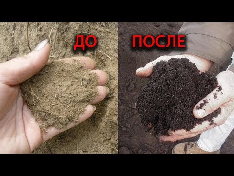 Как сделать песок плодородным как чернозем? Показываем реальный опыт!