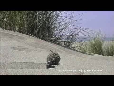 フンコロガが糞を運ぶ（ナカボシタマオシコガネ）