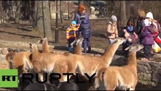 Ukraine: Will these zoo animals become victims of the crisis?