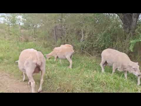 Mercedes corrientes llegando a la casa de la abuela Elena ✨️