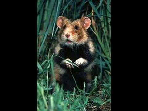 Raggot, l'histoire vraie du petit hamster - Le comptoir du hardware