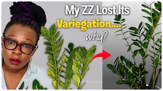 My Favourite Variegated ZZ Lost Its Colour… Can I Get It Back?