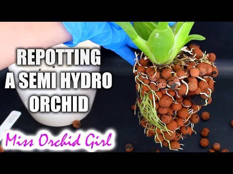 How to repot Orchids into a larger semi hydroponic pot
