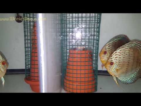 Aquarium with fry - 300+ baby discus fish