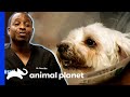 What Is Causing This Dog S Respiratory Problems The Vet Life
