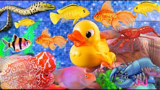 Colorful fish surprise find eggs, fish surprise, dragon fish, snake, angelfish, goldfish, cichlid