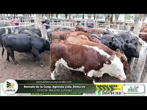 05-05-26 - Remate de la Coop. Agrícola Ltda. Atreu-co en Macachín, La Pampa