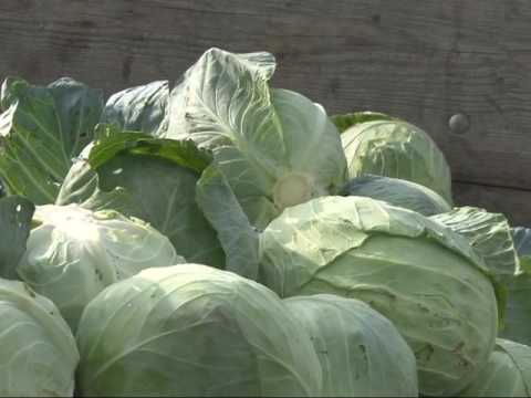 Da li će jesenja cijena kupusa pokriti troškove proizvodnje ?