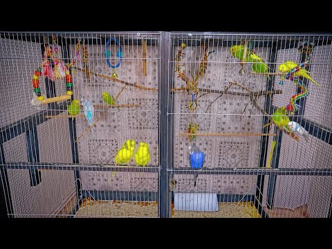 Happy Budgie Sounds | Parakeet Sounds | Birds Chirping