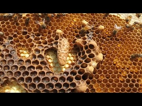 Seriously? Can’t Be Having Any Swarms In June #colesfarmnc #beekeeping #honeybee