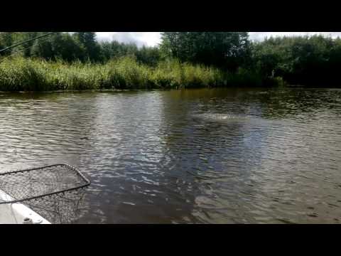 The New rapala testing