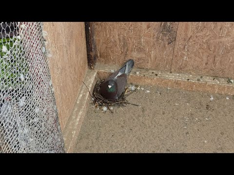 Pigeons in breeding: Preparation and breeding, February 15, 2026