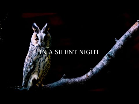 Tina Loeffler - In A Silent Night (Official Lyric Video)