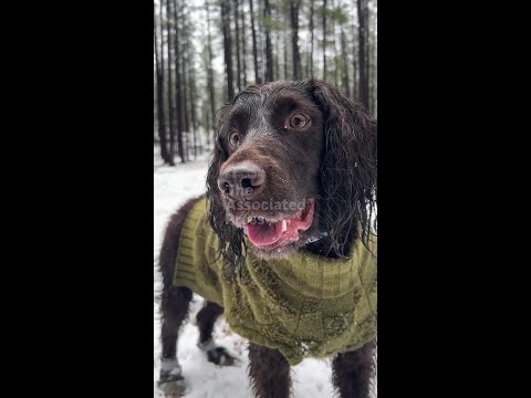 How to prepare your pet for winter - YouTube