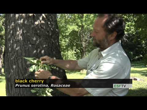 Trees with Don Leopold- black cherry