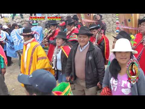 Picaflor de Umamarca Proyecto Toril-TORERO MUJERAU-Tintay Sucre