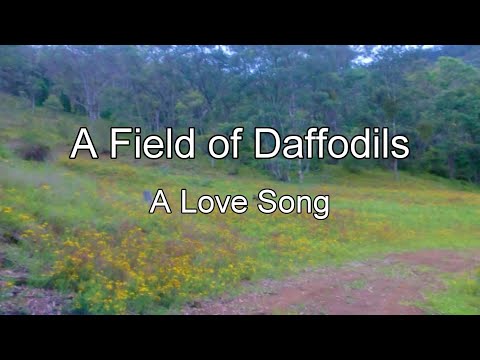 A Field of Daffodils