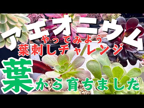 園芸 パープルアエオニウム