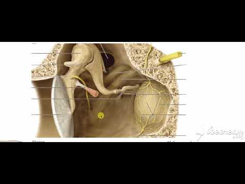 Middle ear muscles 1