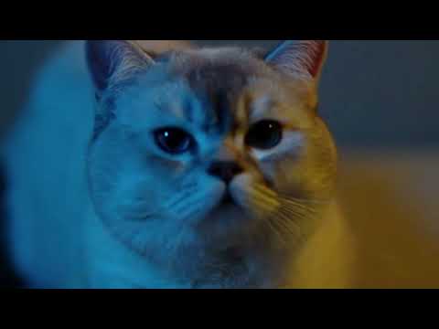 FlyBoi ft. HasanDaimon - Tüm Işıklar Üzerimde (Official Video)