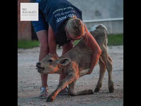 Meet Ibo - a downed calf we helped at the Turkish-Bulgarian border