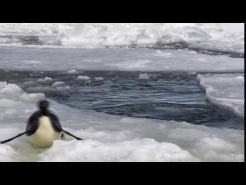 Bing   2016 01 20   Emperor penguin, Cape Washington, Antarctica