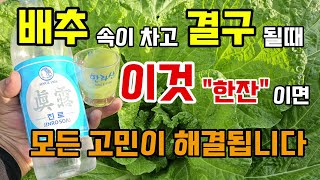 배추 속이차고 결구 될때 이것 "한잔"이면 모든 고민이 해결됩니다 #배추농사