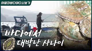 고향 바다로 돌아온 사람들! 도시생활 접고 바다로 왔더니 말그대로 대박이 났습니다! #전복 #귀어 #낚시