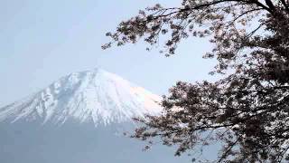 preview picture of video '静岡県　狩宿の下馬桜と富士山 1/3 - Kariyado no Geba Zakura（Sakura dismounting of hunting lodge） and Mount Fuji'