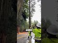 Why Cutting Dead Trees Is Beneficial For Economy Due To State Regulations (📸:briyan_m)