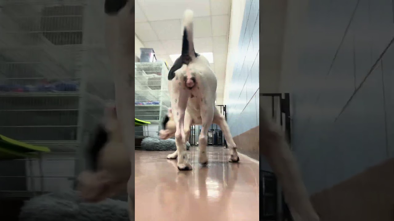 Joelle, a ADOPTABLE Pit Bull Terrier in Chicago, IL video 5/5