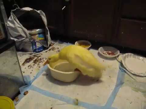 Mr. Quackers like whoa featuring Black Rob