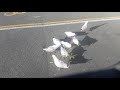 Seagulls V McDonald S Chips