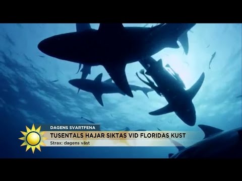 Till alla badsugna sportlovsfirare: Åk inte till Florida! - Nyhetsmorgon (TV4)