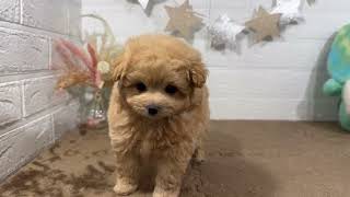 ハーフ犬の動画01