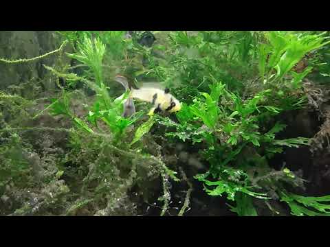 Apistogramma panduro pair and fry