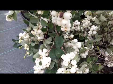 Fruit de symphorine 'symphoricarpos xdoorenbosii'