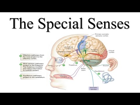 Special Senses Lecture