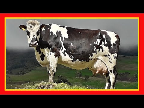 , title : '🔴 DESVENTAJAS DE 🏆 LA RAZA NORMANDO Ganado Bovino Vacas Lecheras y Carnicas'