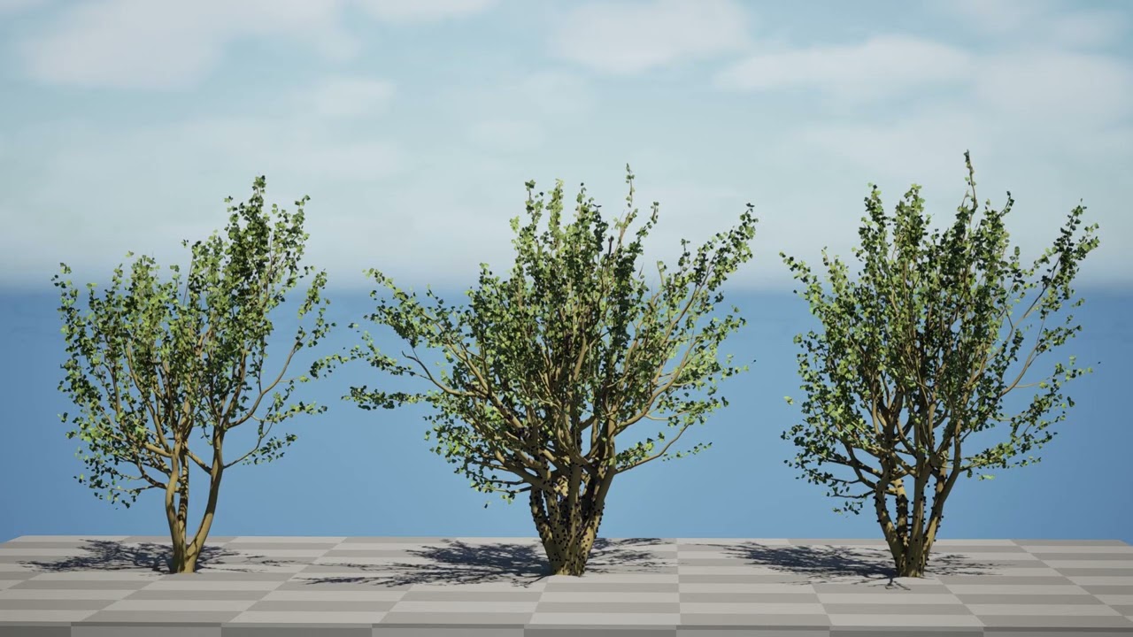Tropical Jaboticaba Tree 3D Model